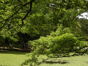 20150621六甲山森林植物園 (49)